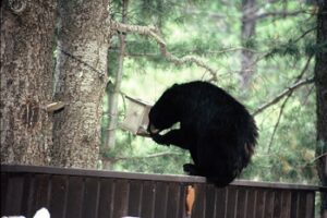 Arizona Game & Fish offers tips to avoid attracting bears